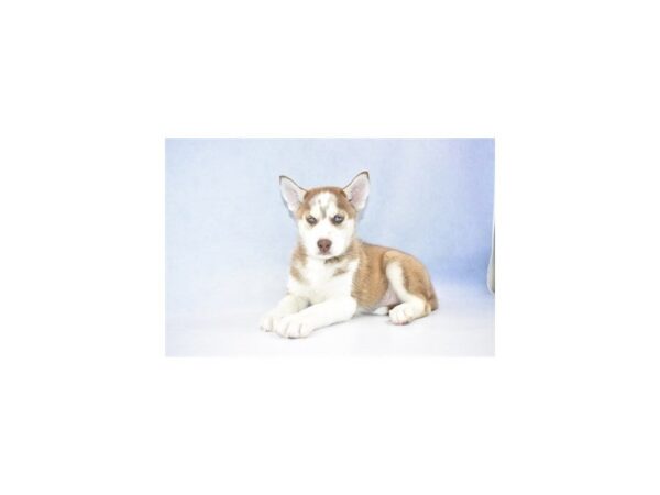 Siberian Husky DOG Male Red and White 2417 Petland Jacksonville, Florida