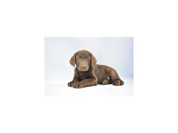 Labrador Retriever DOG Female Chocolate 2418 Petland Jacksonville, Florida