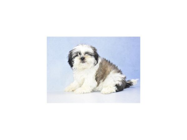 Shih Tzu DOG Female Gold and White 2424 Petland Jacksonville, Florida