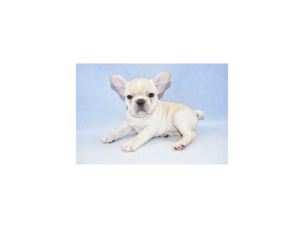 French Bulldog DOG Male Cream 2429 Petland Jacksonville, Florida