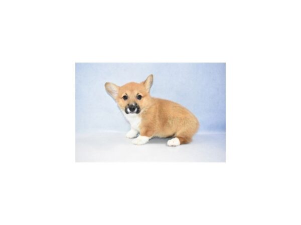 Pembroke Welsh Corgi DOG Female Sable 2439 Petland Jacksonville, Florida