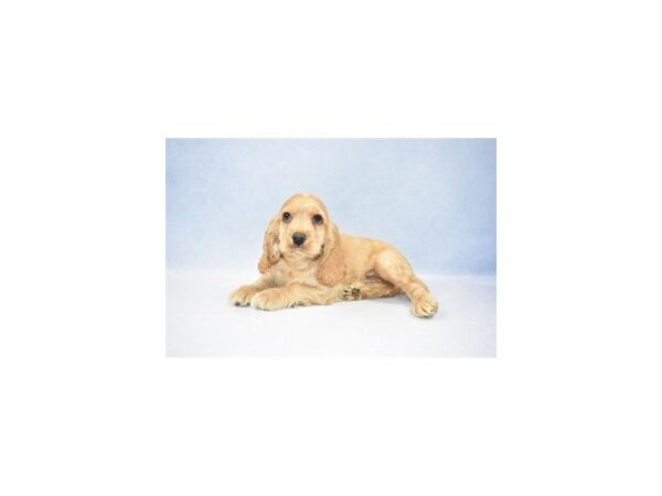 Cocker Spaniel DOG Male Buff 2451 Petland Jacksonville, Florida