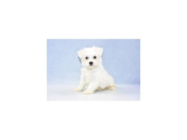 Maltese DOG Male White 2459 Petland Jacksonville, Florida