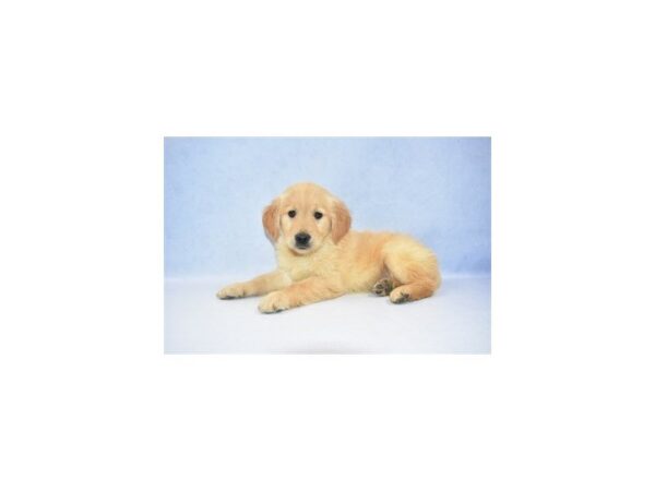 Golden Retriever DOG Female Golden 2463 Petland Jacksonville, Florida