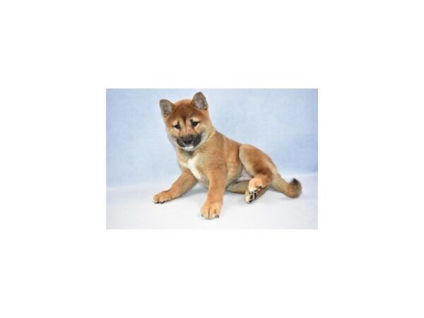 Shiba Inu DOG Male Red Sesame 2467 Petland Jacksonville, Florida