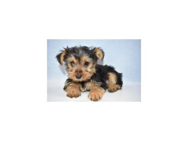 Yorkshire Terrier DOG Male Black and Tan 2489 Petland Jacksonville, Florida