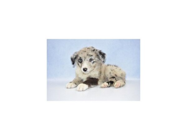 Australian Shepherd DOG Male Blue Merle 2504 Petland Jacksonville, Florida