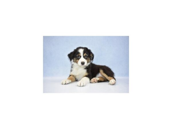 Australian Shepherd DOG Female Black and White 2516 Petland Jacksonville, Florida