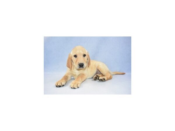 Labrador Retriever DOG Female Yellow 2521 Petland Jacksonville, Florida