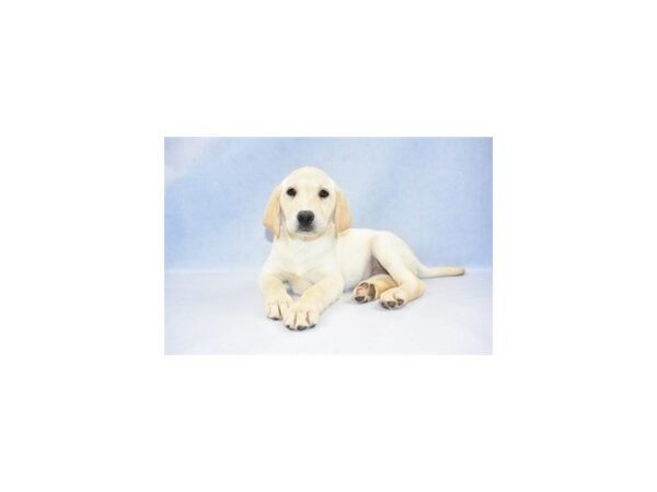 Labrador Retriever DOG Female Yellow 2522 Petland Jacksonville, Florida