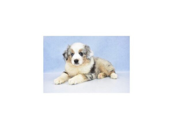 Miniature Australian Shepherd DOG Male Blue Merle 2524 Petland Jacksonville, Florida