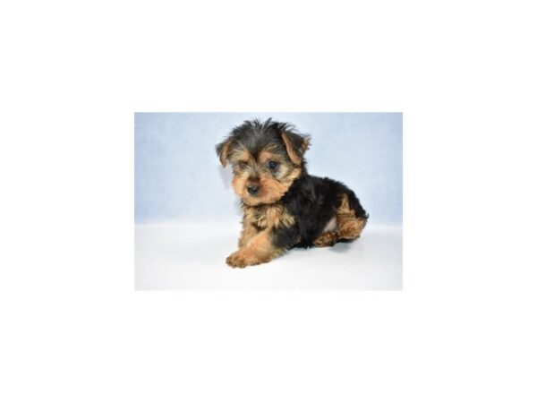 Yorkshire Terrier DOG Male Black and Tan 2527 Petland Jacksonville, Florida