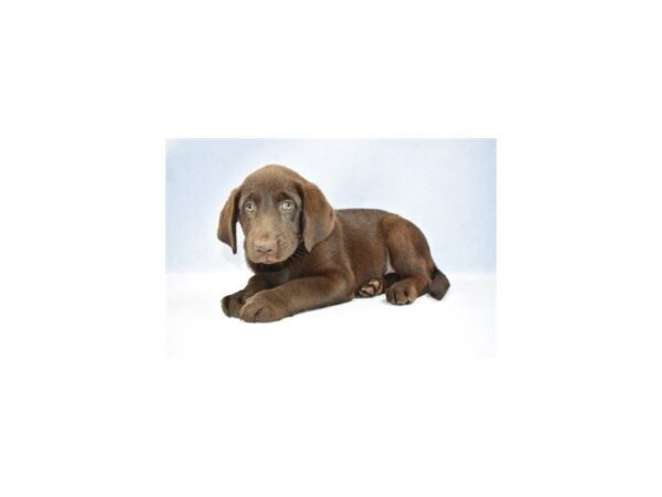 Labrador Retriever DOG Female Chocolate 2544 Petland Jacksonville, Florida