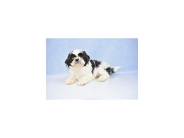 Shih Tzu DOG Male Blue and White 2540 Petland Jacksonville, Florida