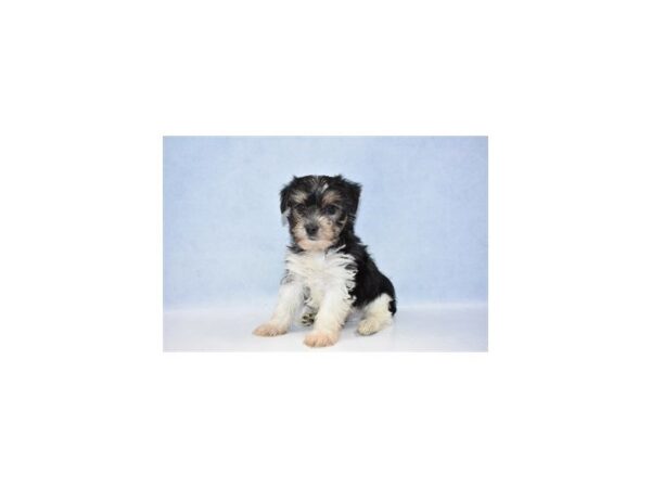 Biewer Yorkshire Terrier DOG Male Black White and Gold 2538 Petland Jacksonville, Florida