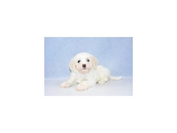 Maltese DOG Female White 2551 Petland Jacksonville, Florida