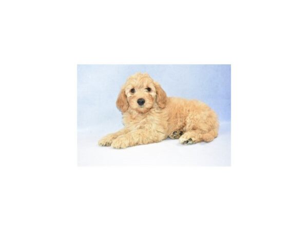 Mini Goldendoodle 2nd Gen DOG Female Golden 2561 Petland Jacksonville, Florida