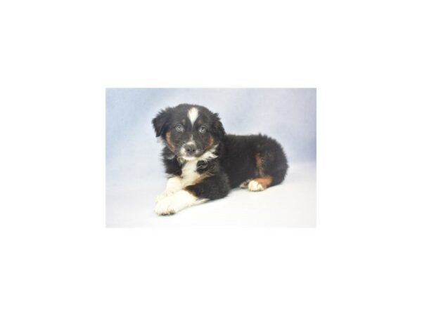 Australian Shepherd DOG Male Black 2579 Petland Jacksonville, Florida