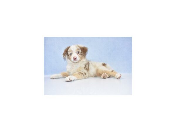 Australian Shepherd DOG Female Red Merle 2588 Petland Jacksonville, Florida