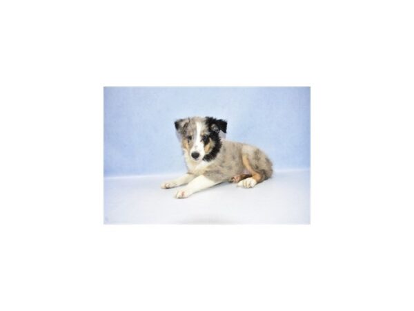 Shetland Sheepdog DOG Female Blue Merle White and Tan 2591 Petland Jacksonville, Florida