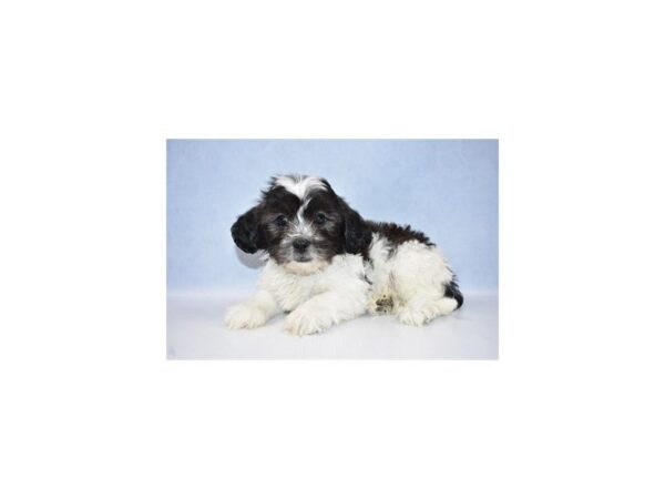 Teddy Bear DOG Male Brindle and White 2593 Petland Jacksonville, Florida