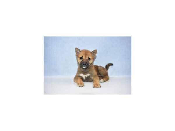 Shiba Inu DOG Female Red 2600 Petland Jacksonville, Florida