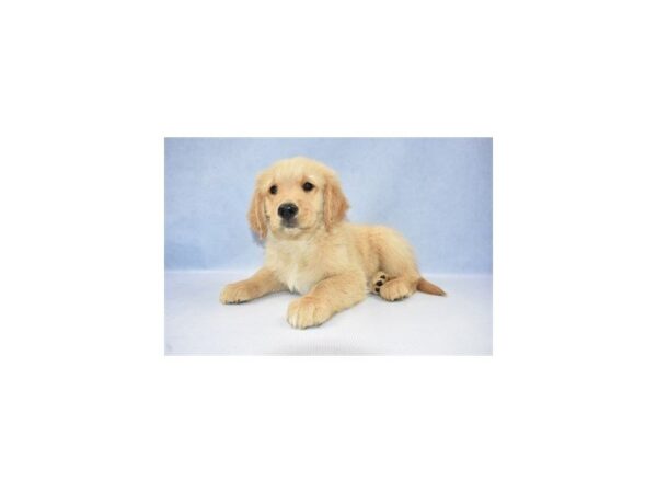 Golden Retriever DOG Male Golden 2601 Petland Jacksonville, Florida