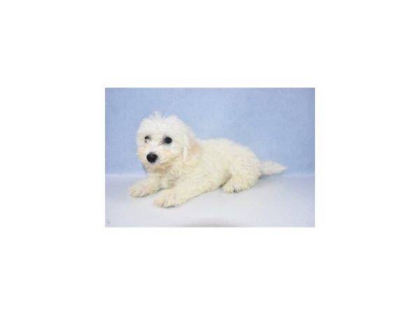 Bichon Frise DOG Female White 2606 Petland Jacksonville, Florida