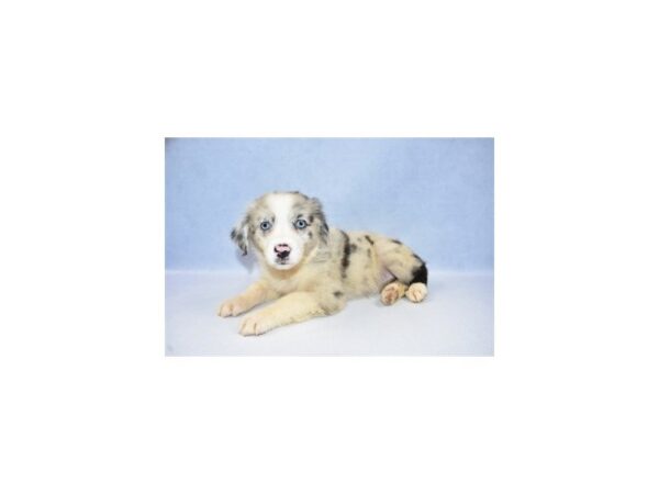 Miniature Australian Shepherd DOG Female Blue Merle and White 2610 Petland Jacksonville, Florida