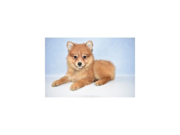 Pomeranian DOG Female Red 2609 Petland Jacksonville, Florida