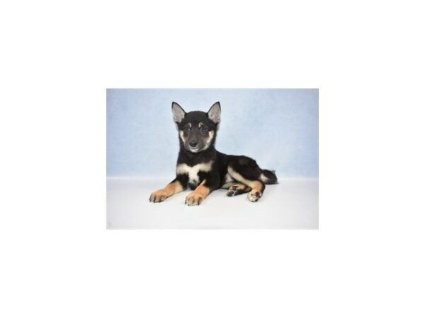 Shiba Inu DOG Female Black and Tan 2616 Petland Jacksonville, Florida