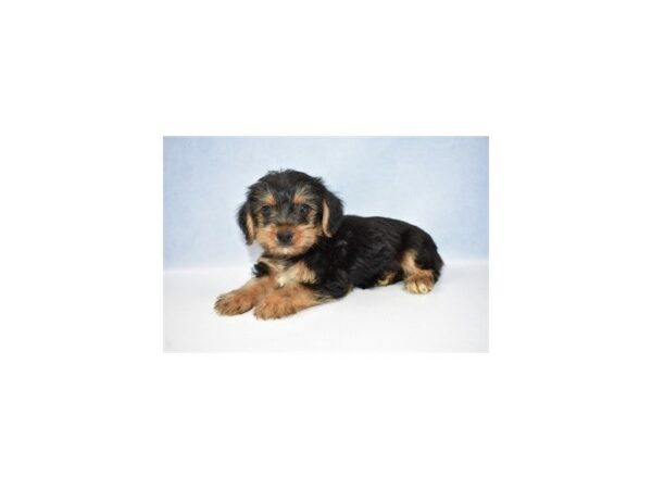 Yorkshire Terrier DOG Female Black and Gold 2620 Petland Jacksonville, Florida