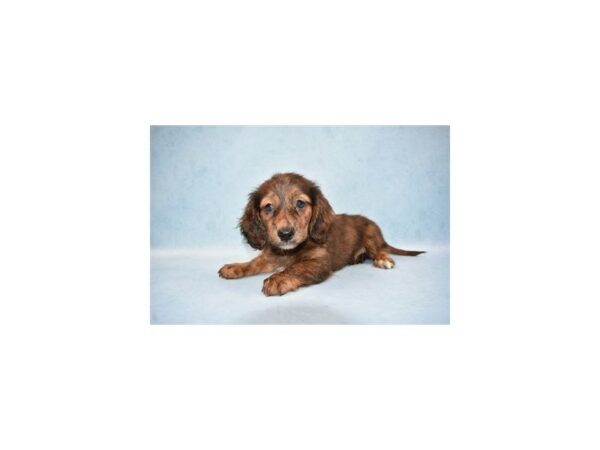 Dachshund DOG Male Red 2644 Petland Jacksonville, Florida