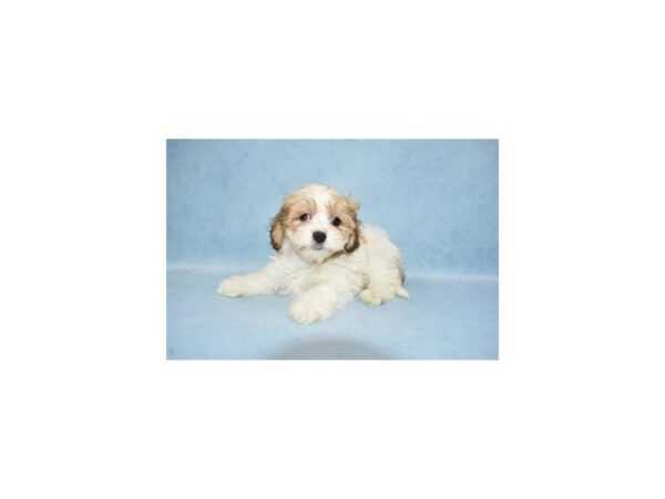 Teddy Bear DOG Female Gold and White 2645 Petland Jacksonville, Florida