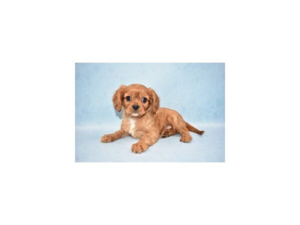 Cavalier King Charles Spaniel DOG Male Ruby 2657 Petland Jacksonville, Florida