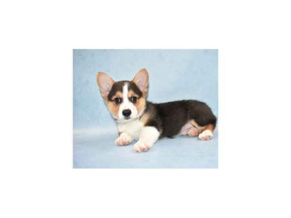 Pembroke Welsh Corgi DOG Male Black and Tan 2658 Petland Jacksonville, Florida