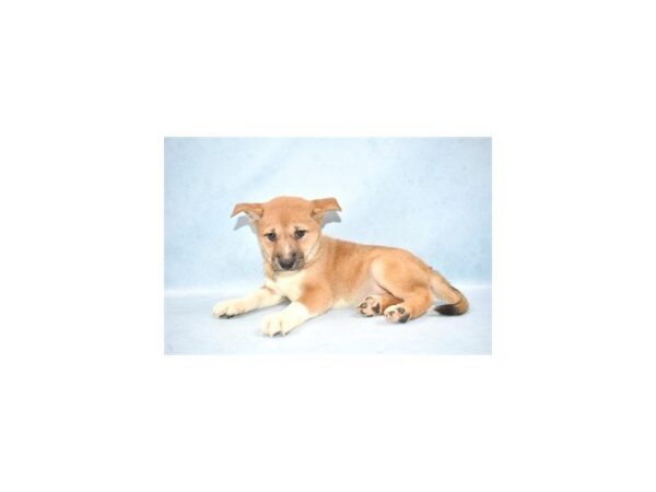 Shiba Inu DOG Female Red 2653 Petland Jacksonville, Florida