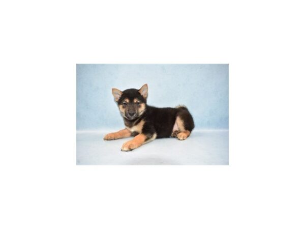 Shiba Inu DOG Male Black and Tan 2671 Petland Jacksonville, Florida