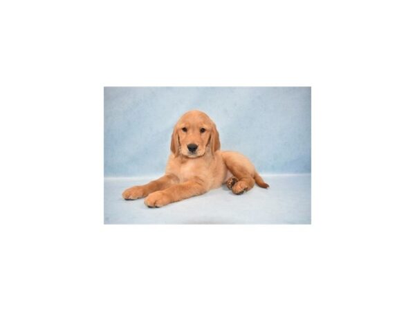 Golden Retriever DOG Female Golden 2680 Petland Jacksonville, Florida