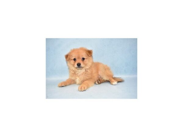 Pomeranian DOG Female Orange 2684 Petland Jacksonville, Florida