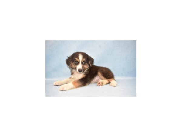 Australian Shepherd DOG Male Black and White 2698 Petland Jacksonville, Florida