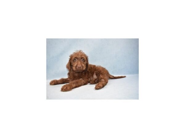 Labrador Retriever/Poodle-DOG-Female-Brown-2699-Petland Jacksonville, Florida