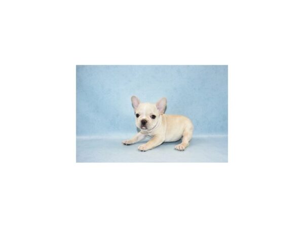 French Bulldog DOG Female Cream 2706 Petland Jacksonville, Florida