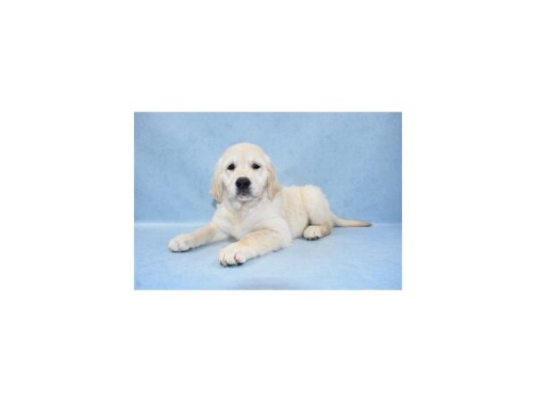 Golden Retriever DOG Male Light Golden 2708 Petland Jacksonville, Florida