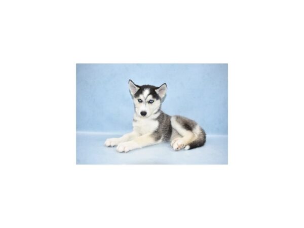 Siberian Husky DOG Female Black and White 2721 Petland Jacksonville, Florida