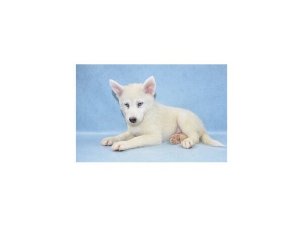 Pomski DOG Female White 2727 Petland Jacksonville, Florida