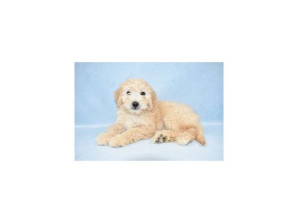 Mini Goldendoodle DOG Female Golden 2728 Petland Jacksonville, Florida