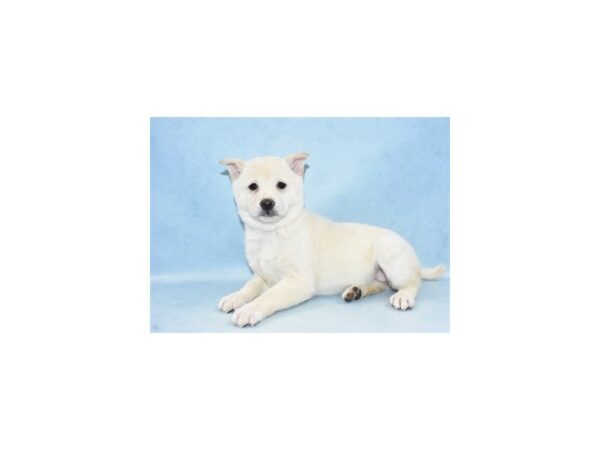 Shiba Inu DOG Female Cream 2747 Petland Jacksonville, Florida