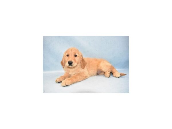 Golden Retriever DOG Male Golden 2741 Petland Jacksonville, Florida