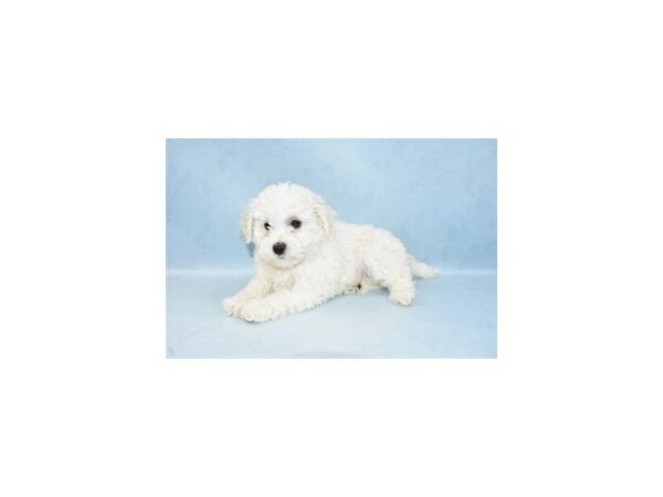 Bichon Frise DOG Female White 2744 Petland Jacksonville, Florida